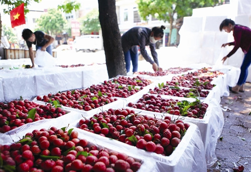 vải thiều Lục Ngạn tươi ngon được các thương lái lựa chọn cho vào thùng xốp để chuyển đi xuất khẩu vải thiều Lục Ngạn tươi ngon được các thương lái lựa chọn cho vào thùng xốp để chuyển đi xuất khẩu