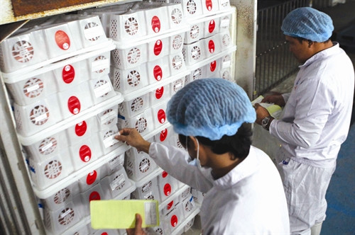 Kiểm tra chất lượng vải thiều trước khi xuất khẩu Kiểm tra chất lượng vải thiều trước khi xuất khẩu