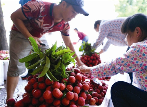 Ngày 1/7/2015, Thương vụ Việt Nam tại Australia đã tổ chức “Ngày vải thiều Việt Nam tại Australia” ở ba khu vực có đông người Việt sinh sống thuộc thành phố Sydney nhằm giới thiệu và quảng bá trái vải thiều của Việt Nam Cảnh mua bán vải thiều Lục Ngạn tại khu vực thị trấn Chũ, huyện Lục Ngạn Phân loại vải thiều trước khi đưa ra thị trường. Ngày 1/7/2015, Thương vụ Việt Nam tại Australia đã tổ chức “Ngày vải thiều Việt Nam tại Australia” ở ba khu vực có đông người Việt sinh sống thuộc thành phố Sydney nhằm giới thiệu và quảng bá trái vải thiều của Việt Nam Cảnh mua bán vải thiều Lục Ngạn tại khu vực thị trấn Chũ, huyện Lục Ngạn Phân loại vải thiều trước khi đưa ra thị trường.