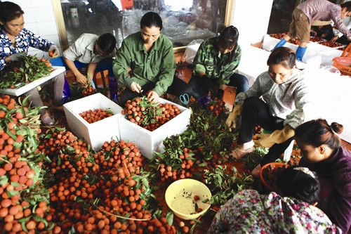 Ngày 1/7/2015, Thương vụ Việt Nam tại Australia đã tổ chức “Ngày vải thiều Việt Nam tại Australia” ở ba khu vực có đông người Việt sinh sống thuộc thành phố Sydney nhằm giới thiệu và quảng bá trái vải thiều của Việt Nam Cảnh mua bán vải thiều Lục Ngạn tại khu vực thị trấn Chũ, huyện Lục Ngạn Phân loại vải thiều trước khi đưa ra thị trường. Ngày 1/7/2015, Thương vụ Việt Nam tại Australia đã tổ chức “Ngày vải thiều Việt Nam tại Australia” ở ba khu vực có đông người Việt sinh sống thuộc thành phố Sydney nhằm giới thiệu và quảng bá trái vải thiều của Việt Nam Cảnh mua bán vải thiều Lục Ngạn tại khu vực thị trấn Chũ, huyện Lục Ngạn Phân loại vải thiều trước khi đưa ra thị trường.