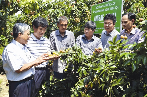Gia đình ông Nguyễn Văn Thịnh, thôn Lâm Thịnh, xã Phúc Hòa, huyện Tân Yên trồng vải thiều áp dụng công nghệ sinh học cho năng suất cao, mẫu mã đẹp hơn so với phương pháp trồng vải thiều truyền thống Gia đình ông Nguyễn Văn Thịnh, thôn Lâm Thịnh, xã Phúc Hòa, huyện Tân Yên trồng vải thiều áp dụng công nghệ sinh học cho năng suất cao, mẫu mã đẹp hơn so với phương pháp trồng vải thiều truyền thống