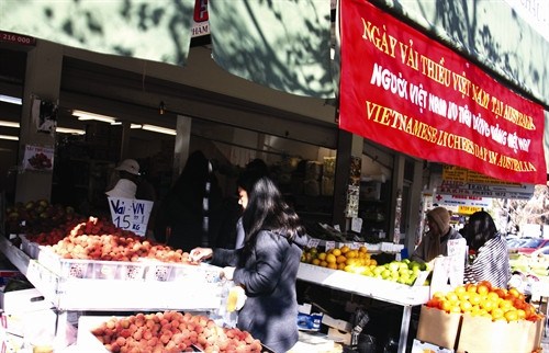 Ngày 1/7/2015, Thương vụ Việt Nam tại Australia đã tổ chức “Ngày vải thiều Việt Nam tại Australia” ở ba khu vực có đông người Việt sinh sống thuộc thành phố Sydney nhằm giới thiệu và quảng bá trái vải thiều của Việt Nam Cảnh mua bán vải thiều Lục Ngạn tại khu vực thị trấn Chũ, huyện Lục Ngạn Phân loại vải thiều trước khi đưa ra thị trường. Ngày 1/7/2015, Thương vụ Việt Nam tại Australia đã tổ chức “Ngày vải thiều Việt Nam tại Australia” ở ba khu vực có đông người Việt sinh sống thuộc thành phố Sydney nhằm giới thiệu và quảng bá trái vải thiều của Việt Nam Cảnh mua bán vải thiều Lục Ngạn tại khu vực thị trấn Chũ, huyện Lục Ngạn Phân loại vải thiều trước khi đưa ra thị trường.