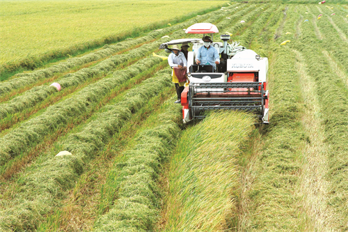 Mùa thu hoạch lúa ở Sóc Trăng Mùa thu hoạch lúa ở Sóc Trăng