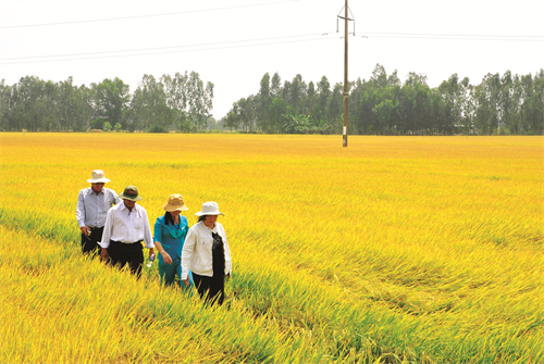 Sóc Trăng hiện có trên 83.000 ha lúa đặc sản