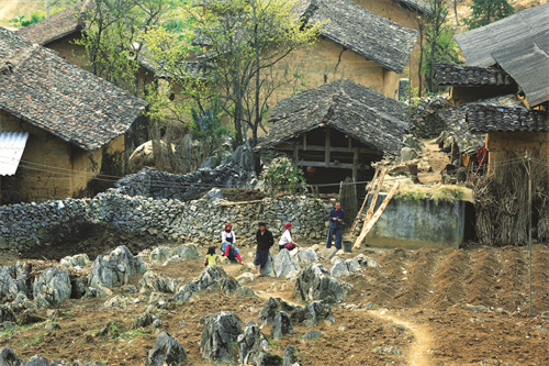 Bản Mông với đặc trưng nhà trình tường, hàng rào đá quanh nhà