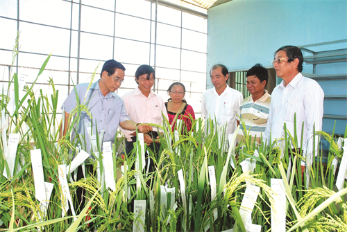 Lãnh đạo tỉnh cùng các nhà nghiên cứu thăm trại nghiên cứu giống lúa tỉnh Sóc Trăng