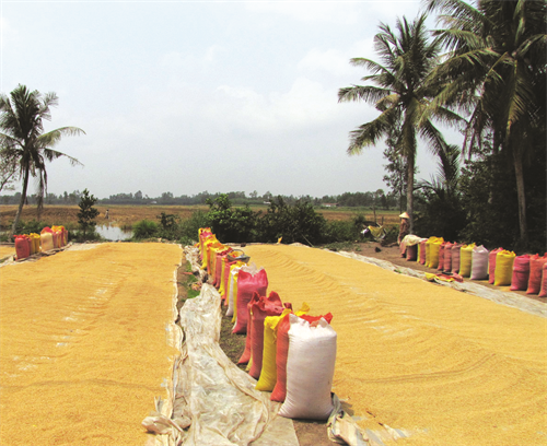 Năng suất lúa đặc sản của Sóc Trăng hiện đạt từ 6,5 - 7 tấn/ha