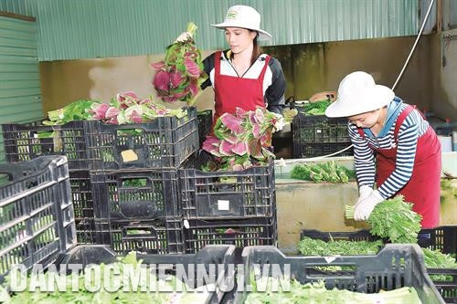Các sở, ngành và chính quyền các cấp đang cùng chung tay xây dựng thương hiệu nông sản sạch cho tỉnh Gia Lai. Trong ảnh: Rau sạch sau khi thu hoạch được phân loại trước khi đưa ra thị trường