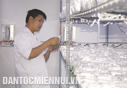 Nhân giống cây trồng bằng kỹ thuật nuôi cấy mô được ngành Nông nghiệp tỉnh Gia Lai chú trọng và phát triển.