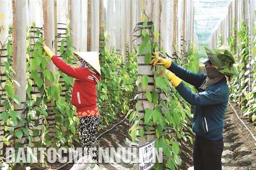 Mô hình trồng rừng xen cây hồ tiêu kết hợp chăn nuôi của Tập đoàn Olam ở xã Ia Le, huyện Chư Pưh được đánh giá cao, phù hợp với chiến lược phát triển nông nghiệp của Việt Nam.