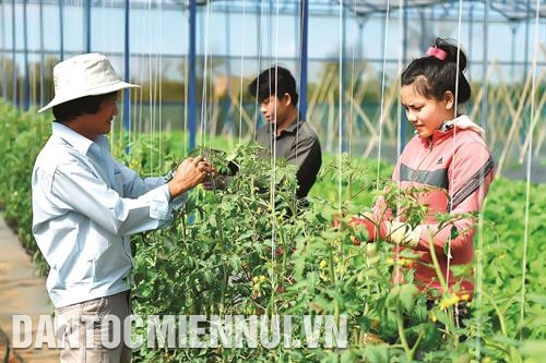 Đầu tư cho nông nghiệp sạch đang được nhiều tổ chức, doanh nghiệp trên địa bàn tỉnh lựa chọn nhằm cung ứng cho thị trường những sản phẩm thực sự sạch và an toàn
