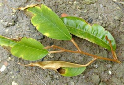 Lá sầu riêng bị cháy do nấm Phytophthora palmivora. Ảnh: dost-bentre.gov.vn Lá sầu riêng bị cháy do nấm Phytophthora palmivora. Ảnh: dost-bentre.gov.vn