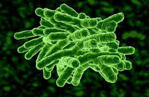 Những tấm pin Mặt trời nhỏ xíu đặt trên vi khuẩn có thể tạo ra quang hợp nhân tạo.