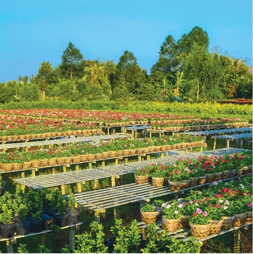 Những chậu hoa trên giàn dài tít tắp.