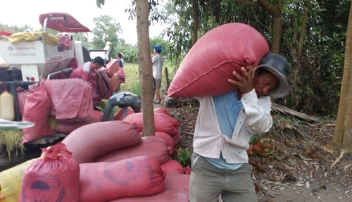 Sản lượng lúa Đông Xuân 2016-2017 giảm