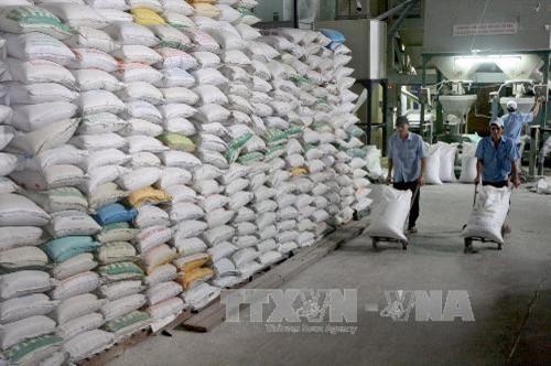 Vận chuyển gạo vào kho chuẩn bị cho xuất khẩu tại Công ty Lương thực Long An. Ảnh: Đình Huệ - TTXVN