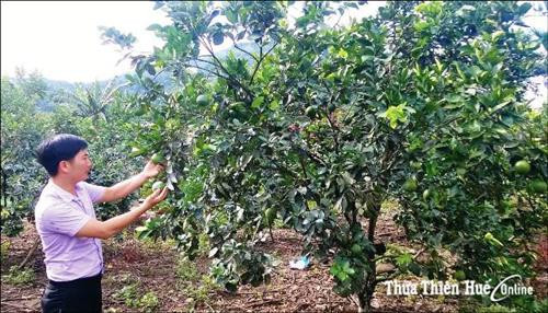 Cam Nam Đông đang được phát triển mạnh diện tích. Ảnh: baothuathienhue.vn