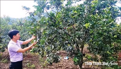 Cam Nam Đông đang được phát triển mạnh diện tích. Ảnh: baothuathienhue.vn