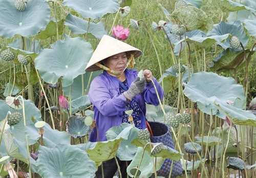 Tỉnh Thừa Thiên - Huế hiện có diện tích trên 200 ha được đưa vào trồng sen