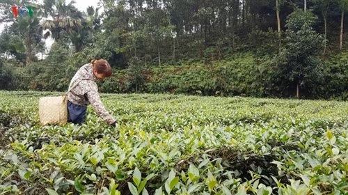 Sau mỗi lứa thu hái người dân vẫn ra thăm đồi chè thường xuyên để để phòng sâu bệnh.