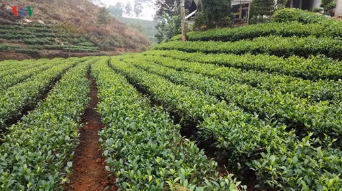Người dân đã chuyển sang sản xuất chè sạch, chè an toàn theo tiêu chuẩn VietGAP, từng bước nâng cao chất lượng, vươn ra thị trường.