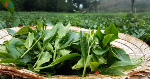 Những búp chè tươi vừa được hái.
