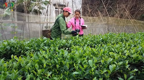 Với một hộ gia đình có 1 héc ta chè thì thu nhập mỗi năm hơn 100 triệu đồng.