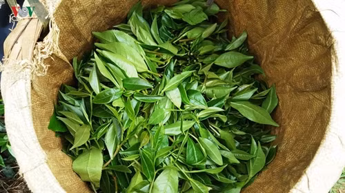Mỗi năm người trồng chè sạch ở Yên Bái có thể thu 5 lứa búp.