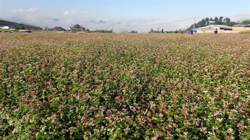 Cánh đồng hoa tam giác mạch như trải dài bất tận... Cánh đồng hoa tam giác mạch như trải dài bất tận...