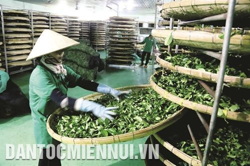 Sản xuất chè đem lại nguồn thu nhập ổn định cho nhiều hộ đồng bào trong huyện