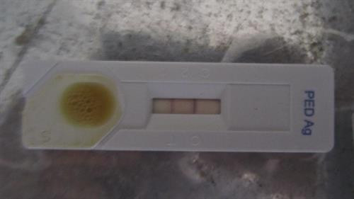 Test kiểm tra nhanh phát hiện mầm bệnh tiêu chảy cấp do PED. Ảnh :khuyennongvn.gov.vn