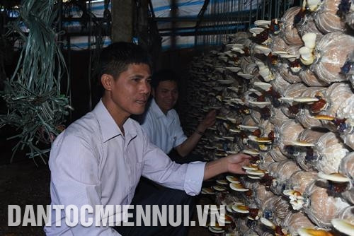 Dây chuyền sản xuất nấm sạch với các loại nấm sò, nấm linh chi, nấm mèo… của Hợp tác xã Cựu quân nhân xã Đăk Hring, huyện Đăk Hà. Ảnh: Văn Phương Cây thanh long ruột đỏ được chọn làm cây trồng chủ lực để phát triển tại Hợp tác xã Thần Nông ở xã Ia Chim, thành phố Kon Tum. Ảnh: Văn Phương Hợp tác xã đồng hành nhà nông Hoàng Bách Kon Tum ở xã Hòa Bình, thành phố Kon Tum chọn hướng đi là chăn nuôi gà dược liệu. Ảnh: Văn Phương