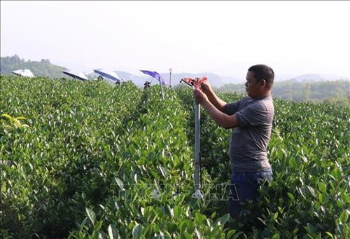 Ông Nguyễn Đức Trọng, Làng nghề chè xóm 9, Thị trấn Sông Cầu, huyện Đồng Hỷ (Thái Nguyên) kiểm tra hệ thống tưới phục vụ sản xuất chè hữu cơ. Ảnh: Hoàng Nguyên - TTXVN Ông Nguyễn Đức Trọng, Làng nghề chè xóm 9, Thị trấn Sông Cầu, huyện Đồng Hỷ (Thái Nguyên) kiểm tra hệ thống tưới phục vụ sản xuất chè hữu cơ. Ảnh: Hoàng Nguyên - TTXVN