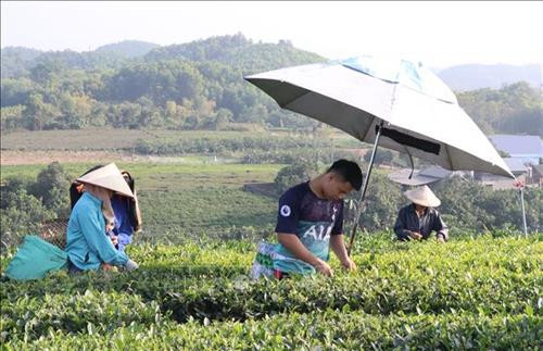 Thu hái chè sản xuất theo hướng hữu cơ tại Làng nghề chè xóm 9, Thị trấn Sông Cầu, huyện Đồng Hỷ (Thái Nguyên). Ảnh: Hoàng Nguyên - TTXVN Thu hái chè sản xuất theo hướng hữu cơ tại Làng nghề chè xóm 9, Thị trấn Sông Cầu, huyện Đồng Hỷ (Thái Nguyên). Ảnh: Hoàng Nguyên - TTXVN
