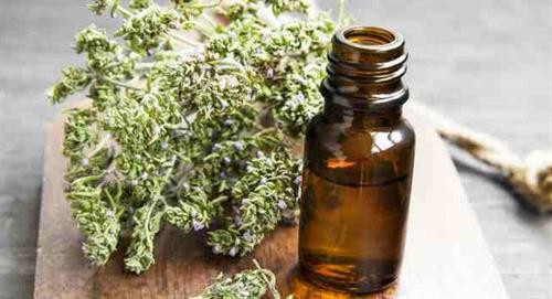 Tinh dầu cỏ xạ hương được biết đến như một loại kháng sinh tự nhiên. Ảnh minh họa Tinh dầu cỏ xạ hương được biết đến như một loại kháng sinh tự nhiên. Ảnh minh họa