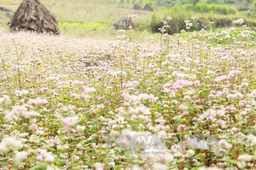 Đắm mình cùng sắc hoa tam giác mạch Hà Giang ảnh 1 Đắm mình cùng sắc hoa tam giác mạch Hà Giang ảnh 1