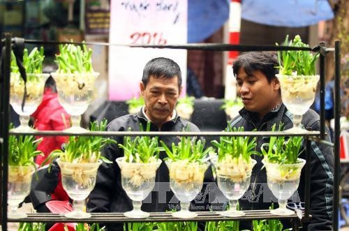 Chợ hoa Tết phố Hàng Lược ảnh 6 Chợ hoa Tết phố Hàng Lược ảnh 6