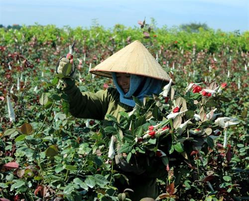 Người dân Mê Linh có cuộc sống khá, giàu từ trồng hoa. Ảnh: .baoxaydung.com.vn Người dân Mê Linh có cuộc sống khá, giàu từ trồng hoa. Ảnh: .baoxaydung.com.vn