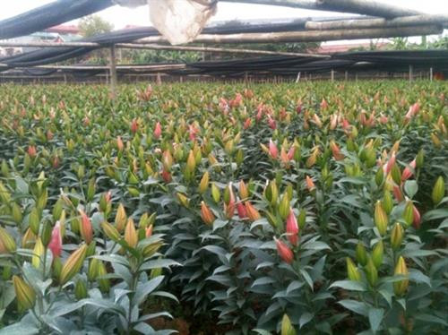 Nhiều loại hoa mang lại giá trị kinh tế cao. Ảnh: baoxaydung.com.vn Nhiều loại hoa mang lại giá trị kinh tế cao. Ảnh: baoxaydung.com.vn