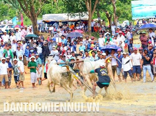 Hội đua bò Bảy Núi hàng năm thu hút hàng nghìn khách du lịch trên khắp cả nước đến xem và cổ vũ cho các đội đua. Ảnh: Thanh Sang Hội đua bò Bảy Núi hàng năm thu hút hàng nghìn khách du lịch trên khắp cả nước đến xem và cổ vũ cho các đội đua. Ảnh: Thanh Sang