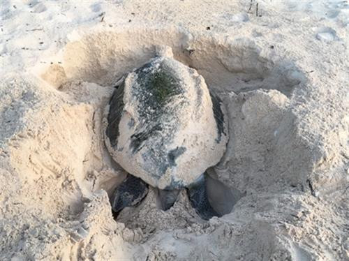 Rùa mẹ đào ổ. Nguồn: nhandan.com.vn Rùa mẹ đào ổ. Nguồn: nhandan.com.vn