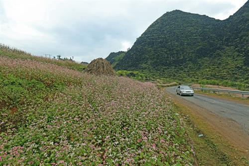 Hoa Tam giác mạch nở rộ trên những trên những cung đường lên cao nguyên đá Đồng Văn. Ảnh: Huy Hùng – TTXVN Hoa Tam giác mạch nở rộ trên những trên những cung đường lên cao nguyên đá Đồng Văn. Ảnh: Huy Hùng – TTXVN
