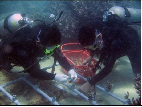 Ảnh minh họa Ảnh minh họa