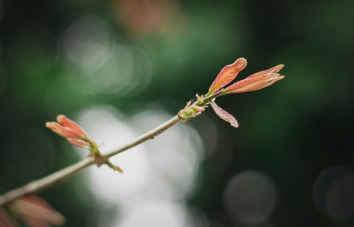 Những chiếc lá già rụng xuống liền được thay thế bằng những chồi non căng tràn nhựa sống. Những chiếc lá già rụng xuống liền được thay thế bằng những chồi non căng tràn nhựa sống.