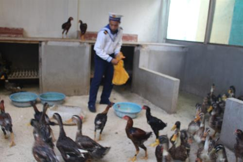 Cùng với nhiệm vụ sẵn sàng chiến đấu, cán bộ, chiến sỹ trên đảo Sinh Tồn Đông (Quần đảo Trường Sa) còn tích cực tăng gia, chăn nuôi gia súc, gia cẩm để cải thiện đời sống. Ảnh: Mai Hưng - TTXVN