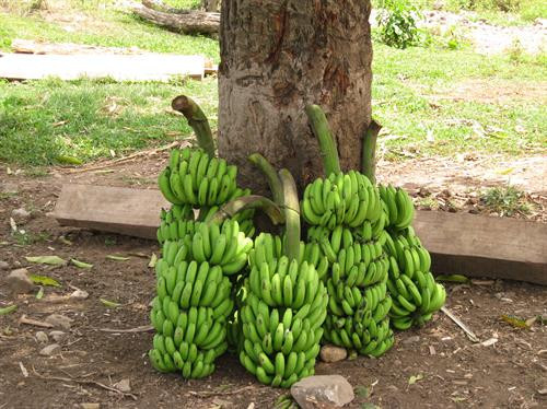 Cây chuối là một trong những loại cây xóa nghèo ở A Lưới. Ảnh: aluoi.thuathienhue.gov.vn Cây chuối là một trong những loại cây xóa nghèo ở A Lưới. Ảnh: aluoi.thuathienhue.gov.vn