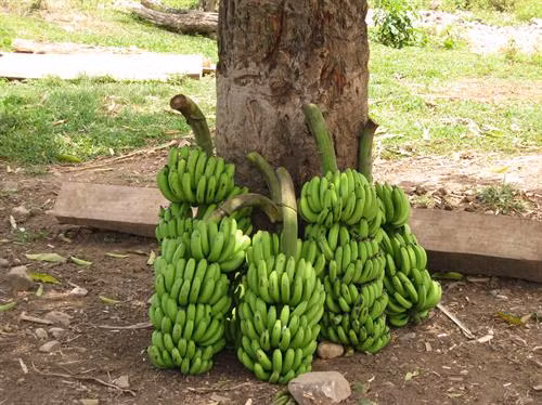 Cây chuối là một trong những loại cây xóa nghèo ở A Lưới. Ảnh: aluoi.thuathienhue.gov.vn