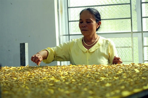 Nghệ nhân Phan Thị Thuận "huấn luyện" các con tằm tự dệt tấm mền bông. Nghệ nhân Phan Thị Thuận "huấn luyện" các con tằm tự dệt tấm mền bông.