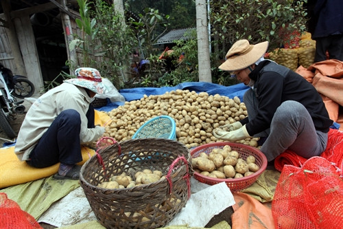 Người dân xã Địa Linh, huyện Ba Bể phân loại khoai tây để bán cho thương lái. Người dân xã Địa Linh, huyện Ba Bể phân loại khoai tây để bán cho thương lái.