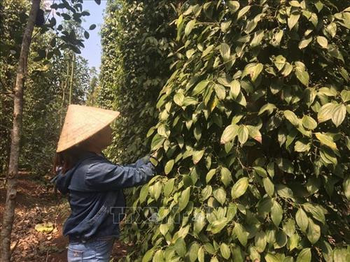 Thu hoạch tiêu tại một vườn tiêu xã Bình Ba, huyện Châu Đức, tỉnh Bà Rịa-Vũng Tàu. Ảnh: Hoàng Nhị - TTXVN